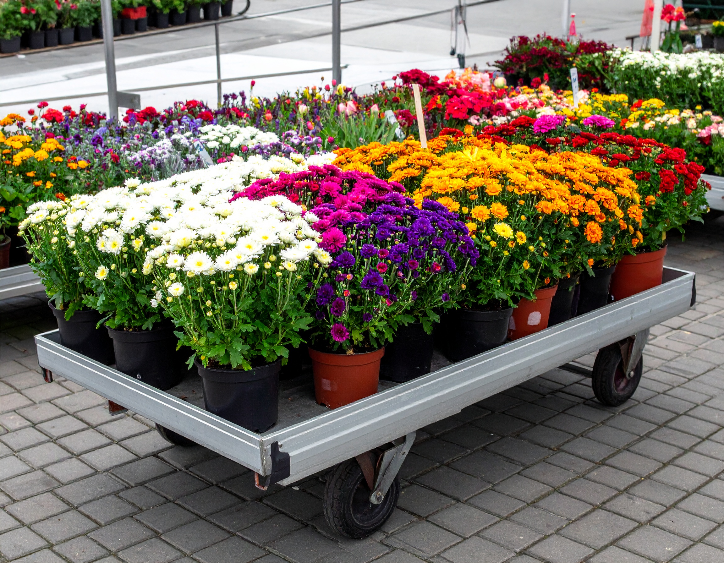 Garten-Blumenverkauf in einem Großhandel